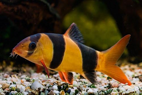 Clown Loach 1.75 Inch - Freshwater Live Tropical Fish