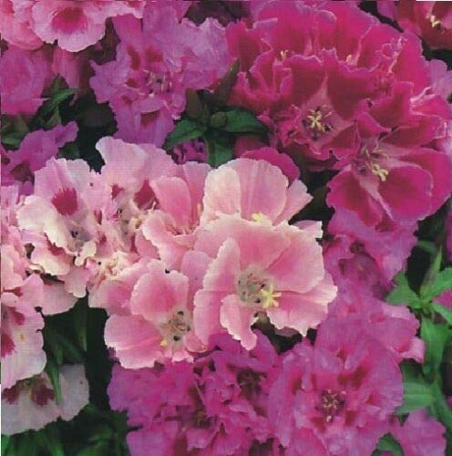 Flower - - Pictorial Packet - Godetia - Dream Double Mixed Cover