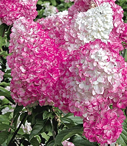 Rispenhortensie Baldur Garten Freilandhortensie Vanille Fraise