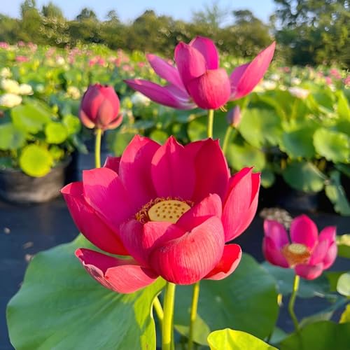 Image of Beautiful Red Lotus Water Lily Live Plant | Short Time Grow Root /Tuber |Healthy Aquatic Lotus for Indoor Outdoor Gardening |Sacred Flower Plant for Pond & Home Decor (Without Pot)