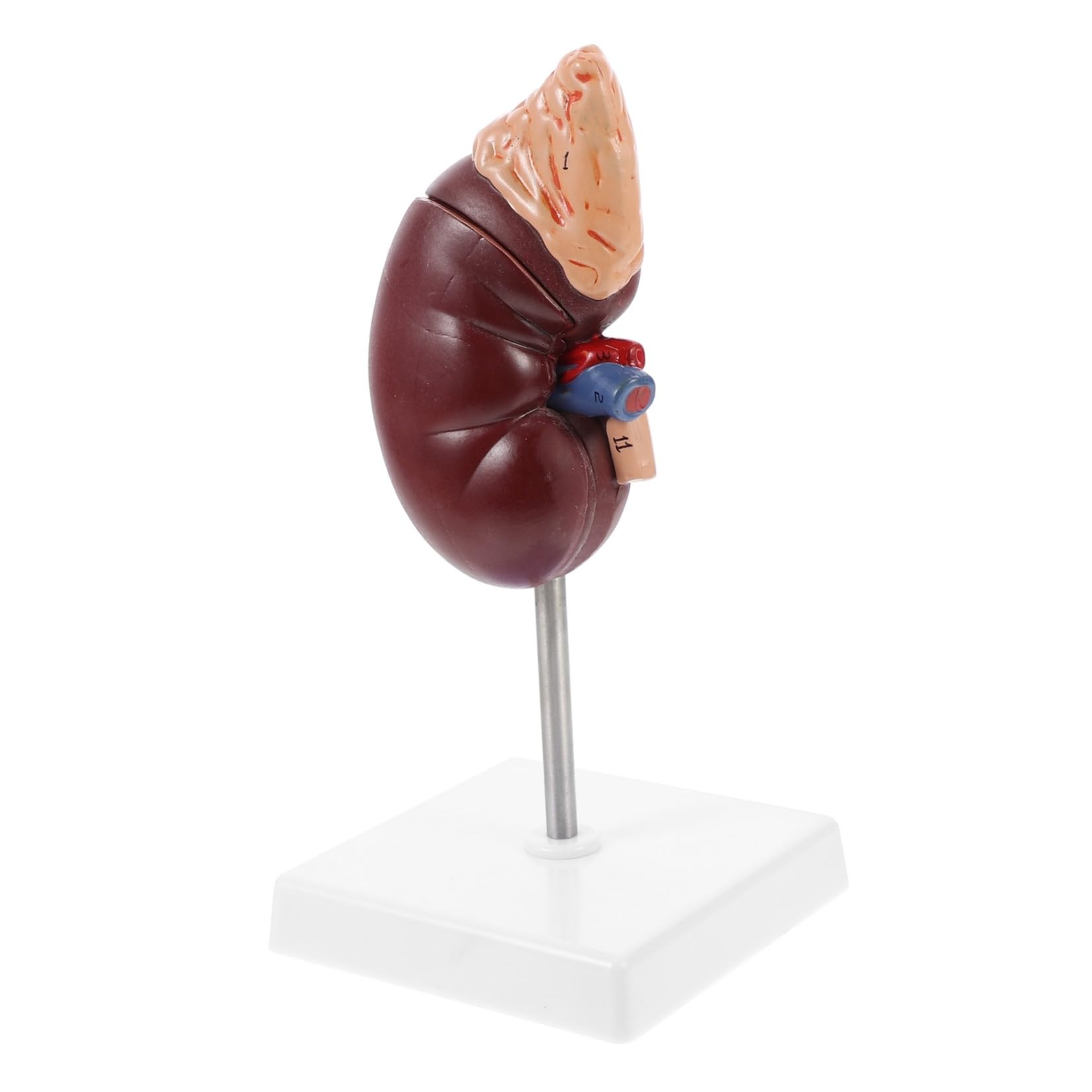 INOOMP Anatomiemodell Niere mit Nebenniere 1:1 Nierendissektionsmodell aus Langlebigem Material Abnehmbar mit Sockel Biologie Lehrmittel für Schule und Studium