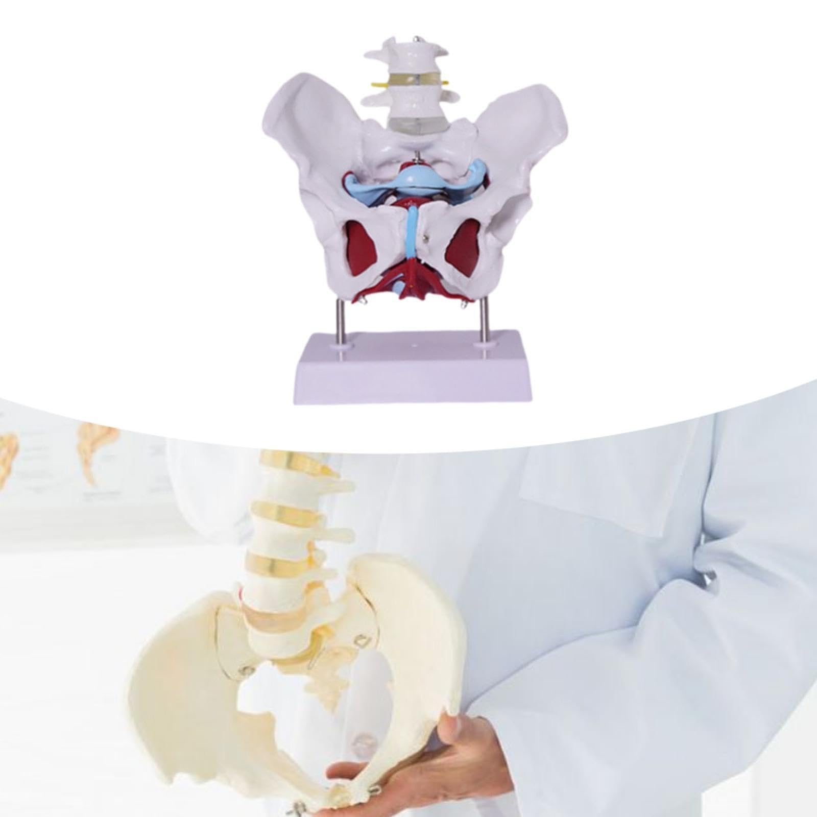 Modelo de Pelvis Femenina para Enseñanza Profesional Esqueleto Anatómico Humano Modelo Médico Educativo en PVC Sólido Adecuado para Formación Médica E, Style D