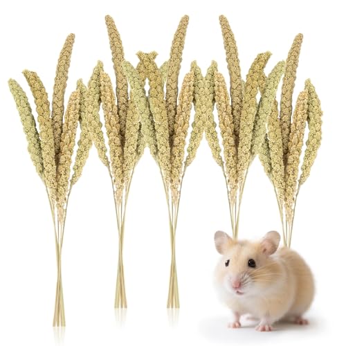 Image of Sukh 30 Pcs Natural Millet Spray - 12.6in Hamster Cage Accessories Decor