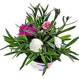 Clavel Chino Planta Natural Dianthus Chinensis Planta con Flores de Colores Surtidos