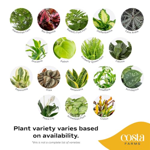 Image of Costa Farms Live Indoor House Plants (4-Pack), Hand Selected Easy to Maintain Indoor Assorted Houseplants, Curated Air Purifying Mix, Low Light, Home Office Decor Plant Gift
