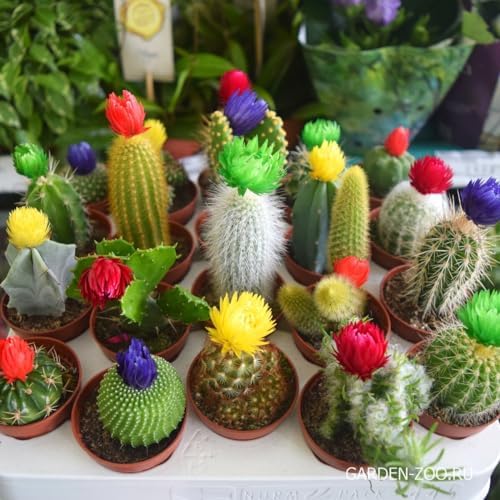 Seeds4planting - Seeds Cactus Rainbow Mix Cacti Succulent for Planting - 4