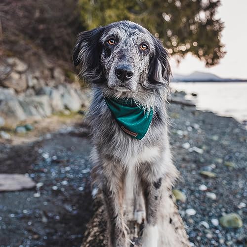 Image of Wilderdog Dog Bandana with Lightweight Quick Drying Poly-Blend Mesh Material in Evergreen