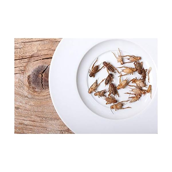 UGFeeders 1" Large Adult Crickets (500 Count) acheta domesticus