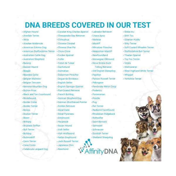 AffinityDNA DNA My Dog – Canine Breed Identification Test Kit | at-Home Sample Collection Cheek Swab Kit | Identify Your Puppy’s Personality Traits | Results in 3 Weeks | with No Extra Fees AffinityDNA DNA My Dog – Canine Breed Identification Test Kit | at-Home Sample Collection Cheek Swab Kit | Identify Your Puppy’s Personality Traits | Results in 3 Weeks | with No Extra Fees