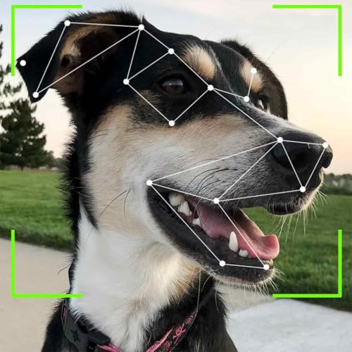 Sharing Your Bed With Your Pet Leads to Bad Sleep Quality - Using High-Tech To Find Homes Podcast Por  arte de portada