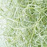 Tillandsia Usneoides Planta Pelo de Bruja o Musgo Español