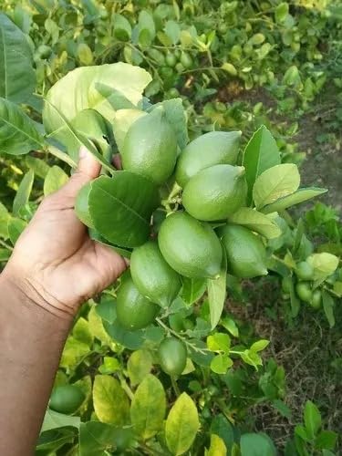 Image of Golden Bloom Thai Lemon Plant Live Hybrid Seedless All Season Air Layering Height 1.5-2 FT Pack of 1 Healthy Plant