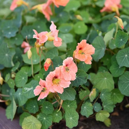 Eden Brothers Nasturtium Seeds - Salmon Baby Non-GMO Seeds for Planting, Packet | Low-Maintenance Flower Seeds, Plant During Spring Season, Zones 1, 10, 2, 3, 4, 5, 6, 7, 8, 9
