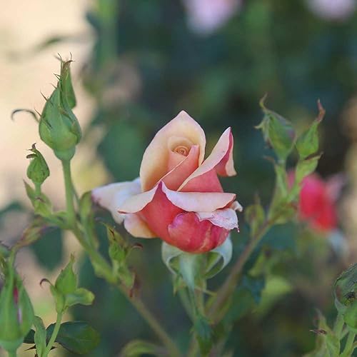 Miniatura 6 de Heirloom Roses Arbusto de rosa de raíz propia - Belle Époque planta de rosas fragantes para plantar al aire libre