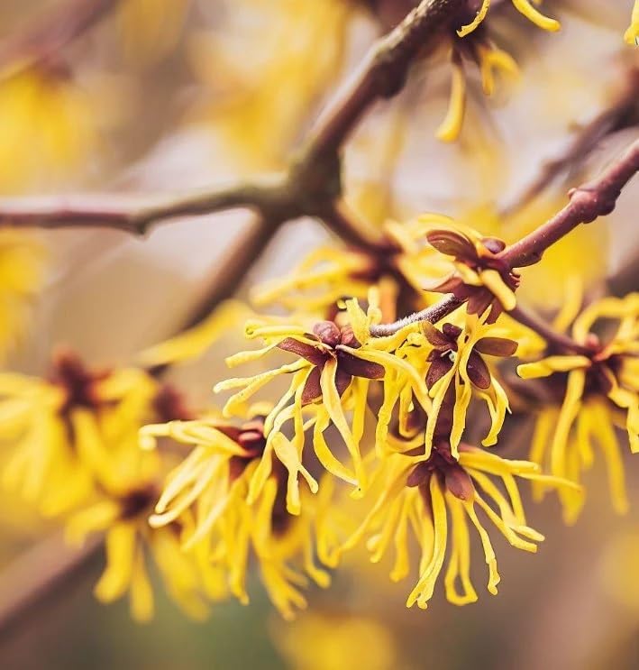 Hamamelis virginiana (American Witchhazel, Witch Hazel, Common Witchazel) Shrub Seeds, Fragrant Flowers, Tiny, Woody Fruits, Seeds by MySeeds.Co, You Choose The Amount (1 oz)