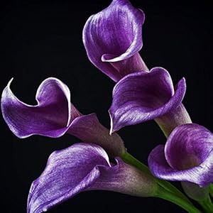 100 Pezzi Deep Purple Calla semi Bonsai Patio piantare i semi Semi aethiopica semi di fiore della decorazione del giardino bonsai Fiore