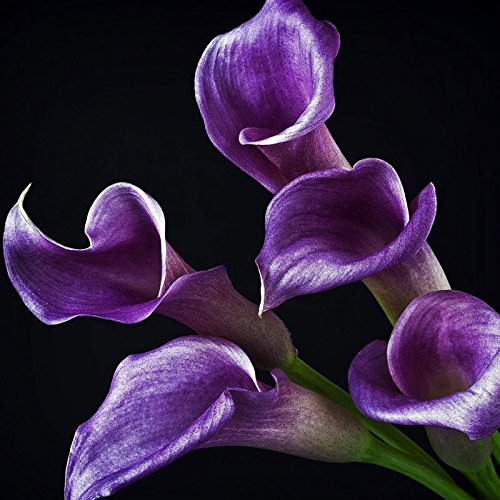 100 Pezzi Deep Purple Calla semi Bonsai Patio piantare i semi Semi aethiopica semi di fiore della decorazione del giardino bonsai Fiore