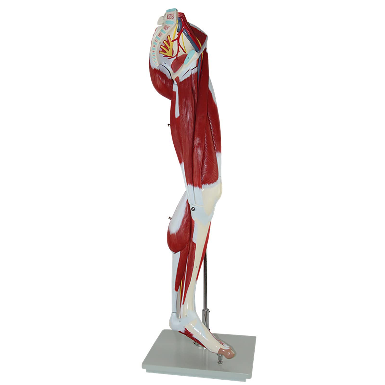 Buy Anatomical Model of Lower Limb Muscles with Blood Vessels and