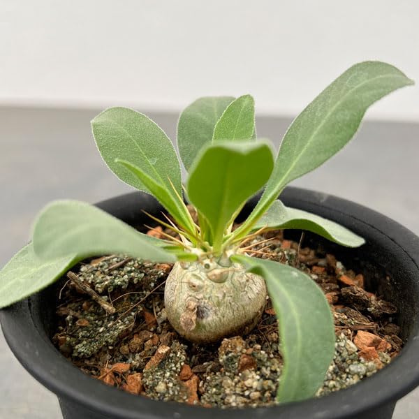 パキポディウム ナマクアナム 光堂 実生 実生 Pachypodium namaquanum