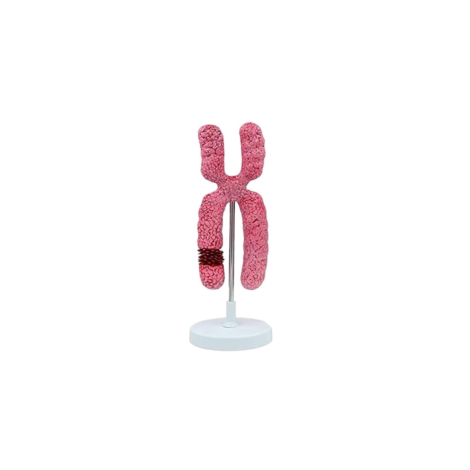 Submicroscopic Organelle Structure Medical Teaching Experiment Aid