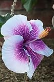 10+ Dinnerplate Hibiscus/ Purple Cream/ Perennial Flower Seed/ Easy to Grow/ Huge 10-12 Inch Flowers