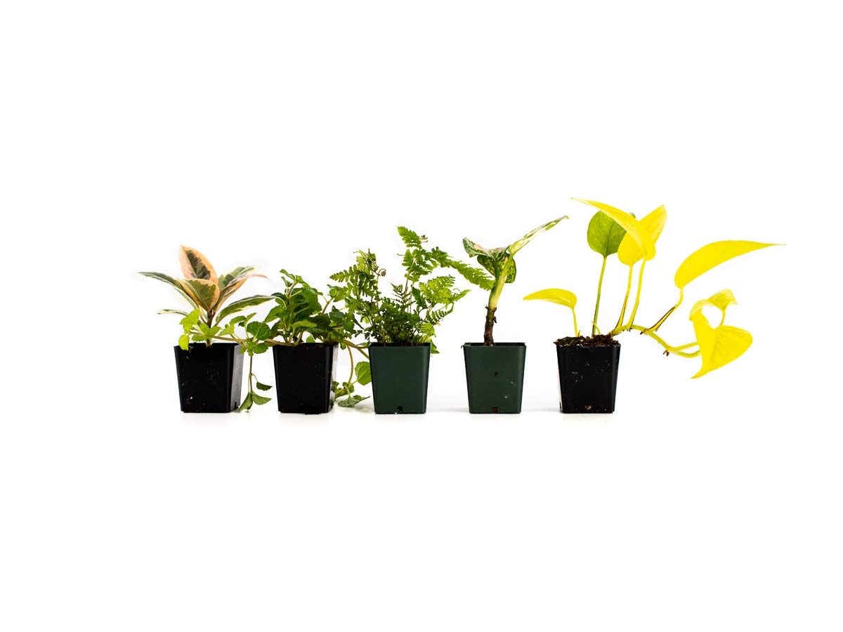 Amazon.com : Josh's Frogs 36x18x18/ 40 Breeder Ball Python Terrarium Plant  Kit : Patio, Lawn & Garden