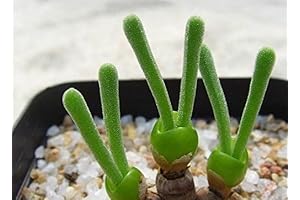 Nursery Essential - 100pcs Green Monilaria Obconica Seeds for Budding Gardeners