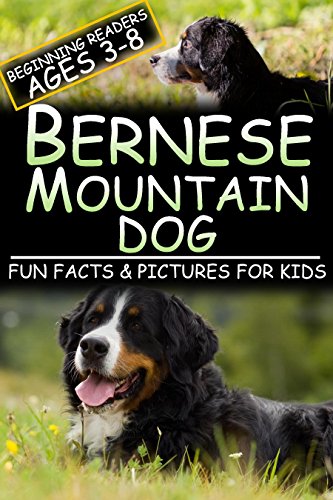 amazon bernese mountain dog