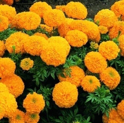 Fresh Seeds - Calendula na - Inca Gold - 20 semi