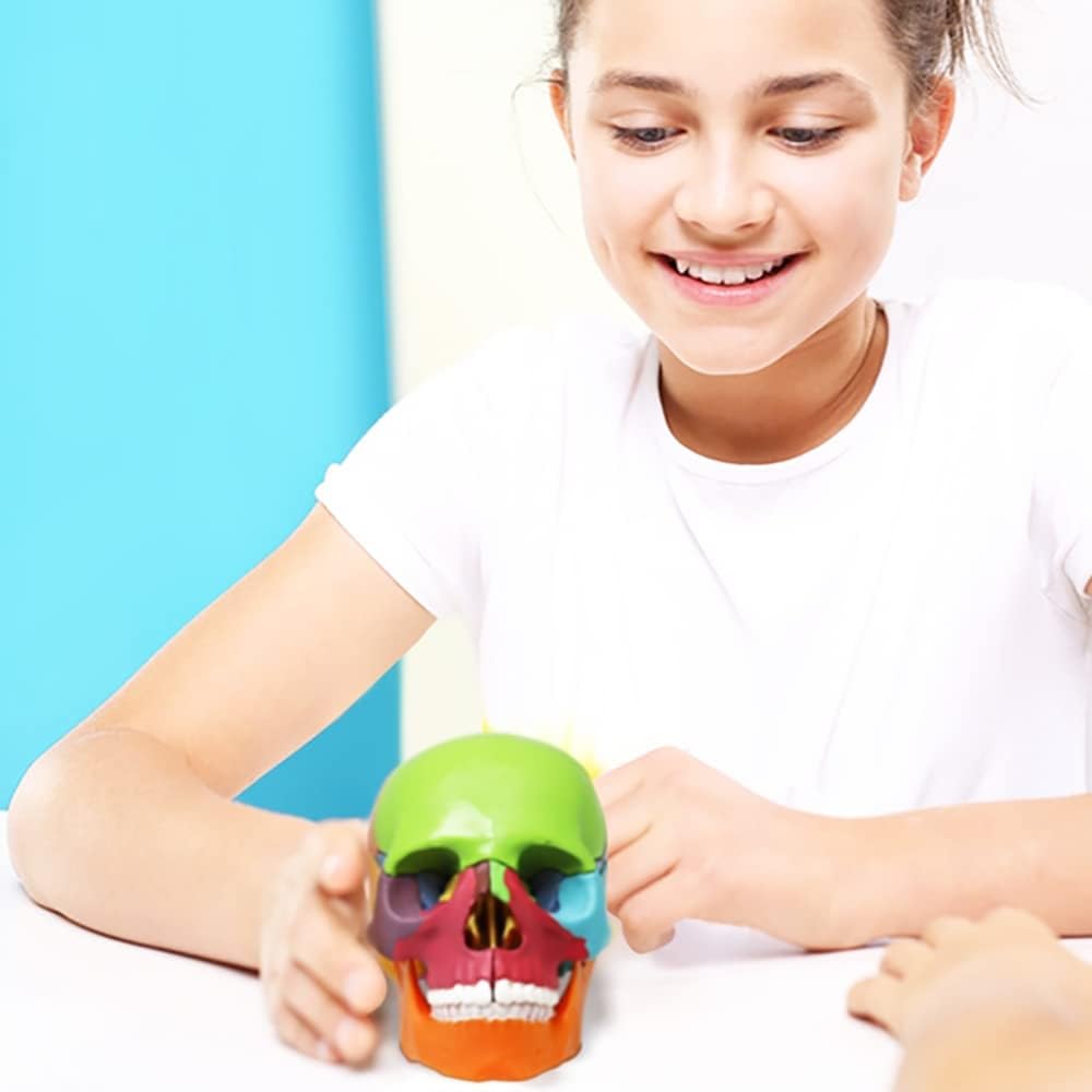 Mini modello di studio medico anatomico dello scheletro umano con manuale colorato