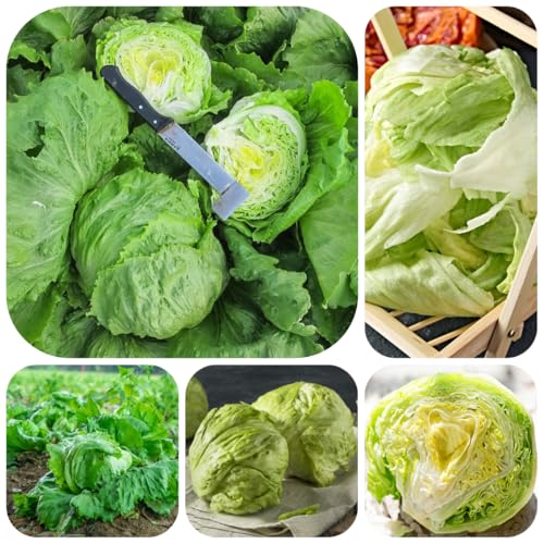 semi di lattuga iceberg da appartamento esotiche lattuga iceberg fresca da balcone in serra biologici di invernali, 1200pcs