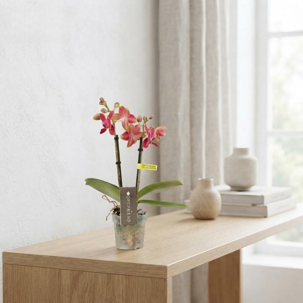 Mini Red Phalaenopsis Orchid (2 Stem) – 7cm Po – Live Indoor Houseplant
