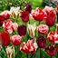 Magic Fireworks | Tulips Mix