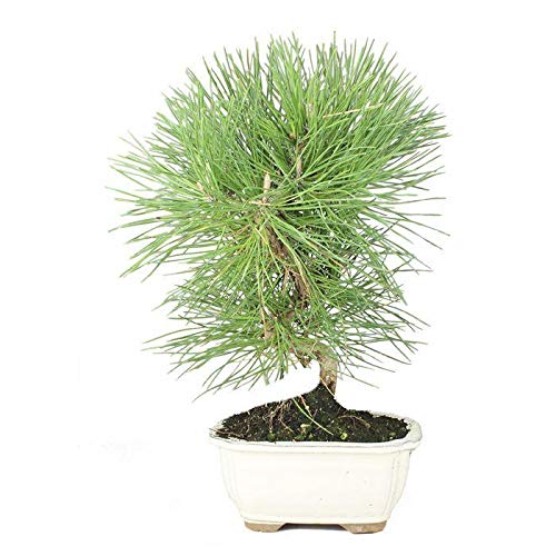 PLANETA HUERTO | Prebonsái Pinus Halepensis de 8 Años – Pino Mediterráneo Ideal para Modelado y Formación