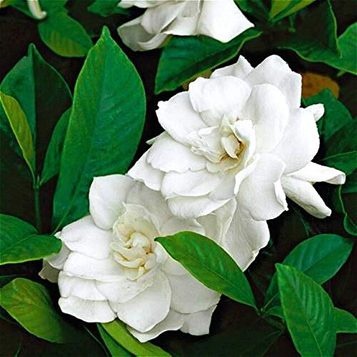 White Jasmine Flower Fragrant Seeds Arabian Jasmine 30 Particles/Lot Garden Flor Sementes : Army Green (B07Q8TT9NN) Amazon Price History, Amazon Price Tracker