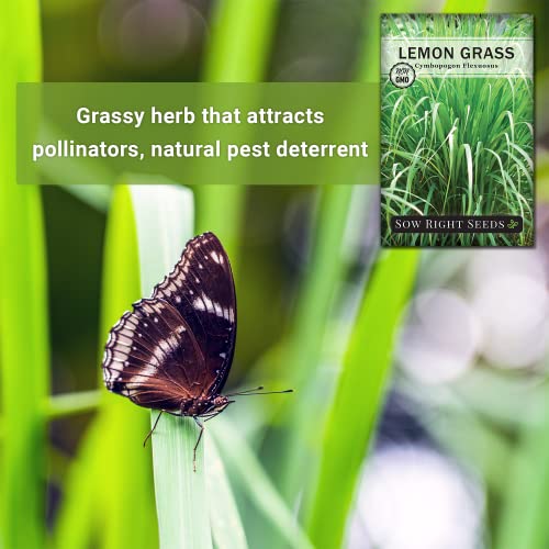 Sow Right Seeds - Lemon Grass Seed for Planting - Non-GMO Heirloom Packet with Instructions for Easy Planting and Growing an Herb Garden - Indoor or Outdoors - Delicious Culinary Herb (4) - Image 3