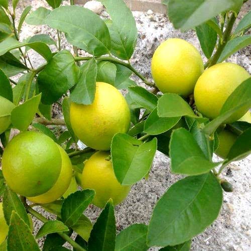 See full amazon price history chart for Gurveplantationi® - Desi Nimbu/Nimboo/Lemon/Citrus/ देशी नीम्बू का पौधा Perennial Huge Production Fruit Plant for Kitchen Garden Live with Black Plastic Pot (Pack of 1) Gurveplantationi® - Desi Nimbu/Nimboo/Lemon/Citrus/ देशी नीम्बू का पौधा Perennial Huge Production Fruit Plant for Kitchen Garden Live with Black Plastic Pot (Pack of 1) (B0B6CNS9LC) Amazon Price History, Amazon Price Tracker