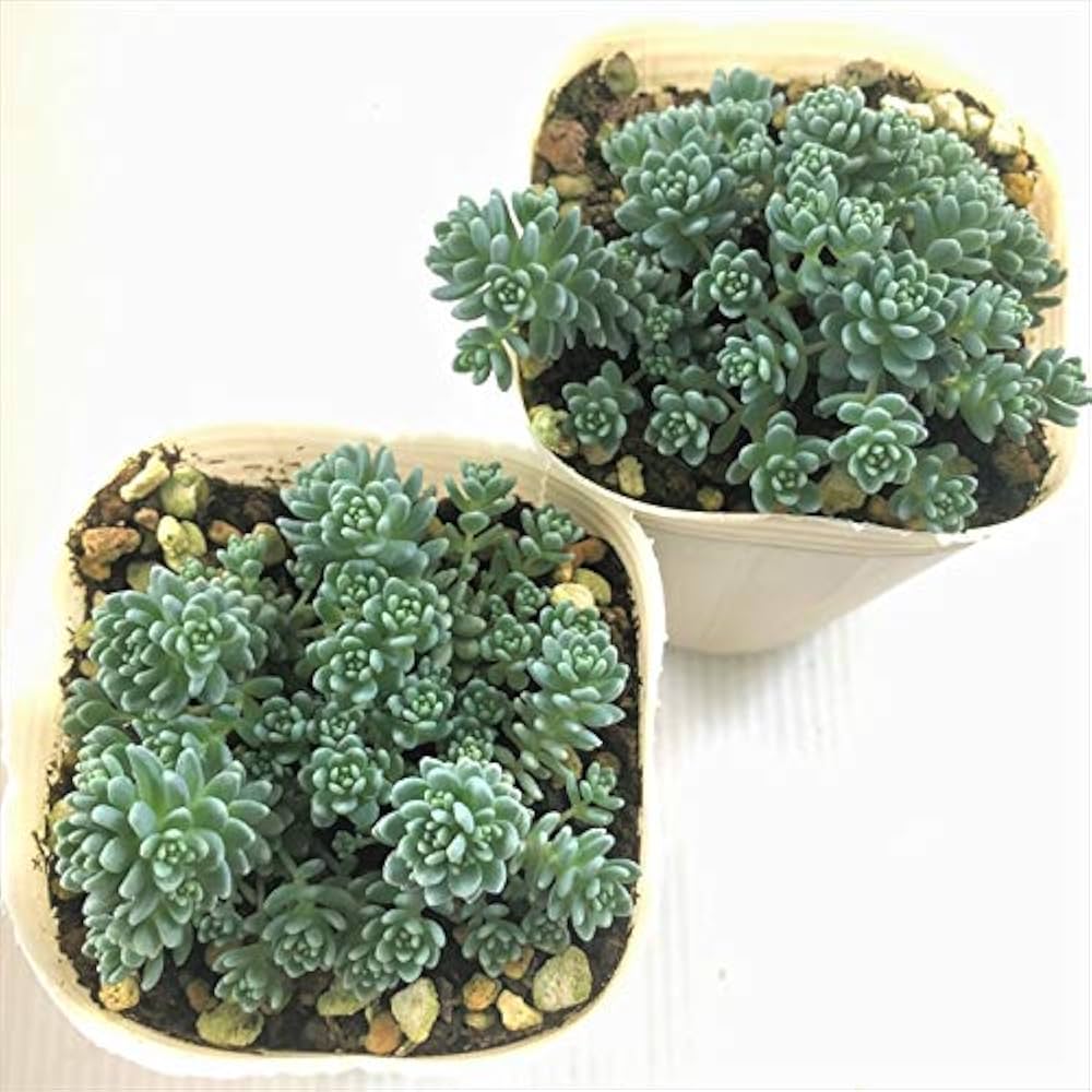 その他多肉植物 mm 楽天市場】多肉植物 sbグラプトセダム ばらまきダルマヒメ