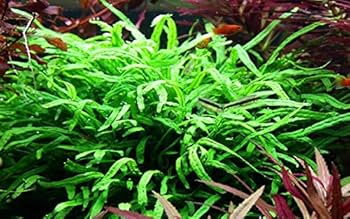 ミクロソリウム　トライデントミニ　大株3セット ミ（水草） ミクロソリウム・トライデント ミニ (3株) 大きく