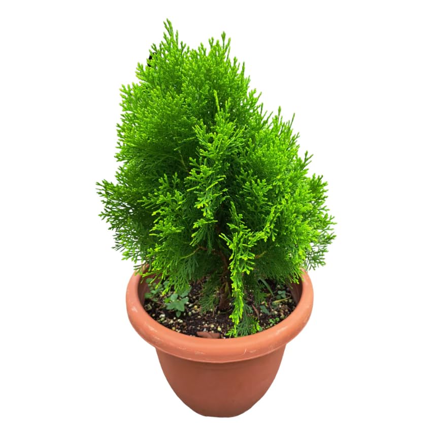 Thuja Natural Conífera Perenne - DECOALIVE - Arbusto para Jardines o Terrazas