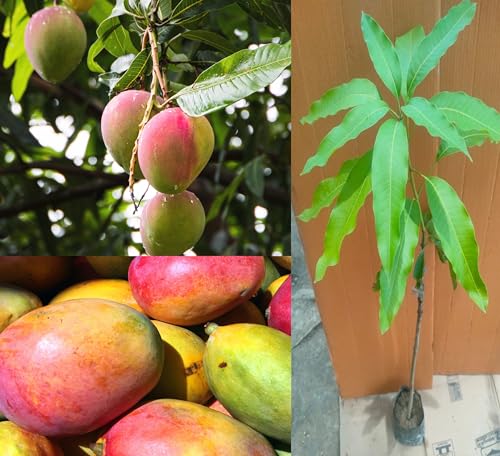 Image of Sindhri Mango Plant Hybrid 1 Healthy Live Plant (Grafted Plant, 2-3 Feet Height) PB 52