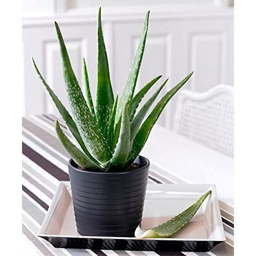 aloe vera plant/ Aloe vulgaris Lam/alo-dos-barbados : Amazon.in: Garden &  Outdoors