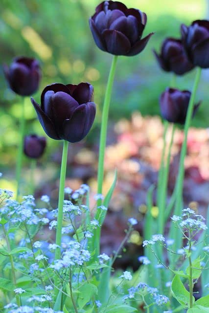100pcs Tulip Flower Seeds Black