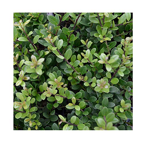 Ilex crenata 'Dark Green' 15cm Pot Size