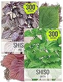 Seed Needs Shiso Seeds for Planting Green & Red Perilla - Non-GMO Heirloom & Untreated Herb Seed to Plant an Indoor/Outdoor Culinary Garden (Collection of 2 Packets)