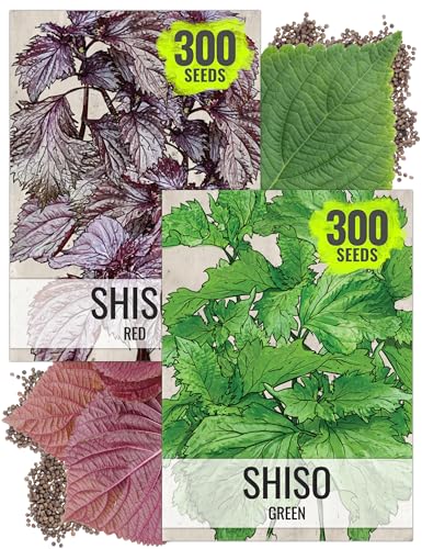Seed Needs Shiso Herb Seeds Variety Pack of 2 Non-GMO & Heirloom Perilla