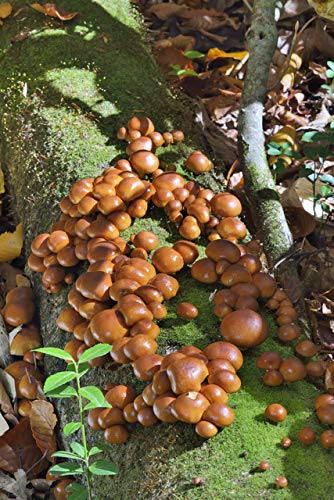 VR Ȃ߂ 500g [EJ] VR̂ iR ˎY