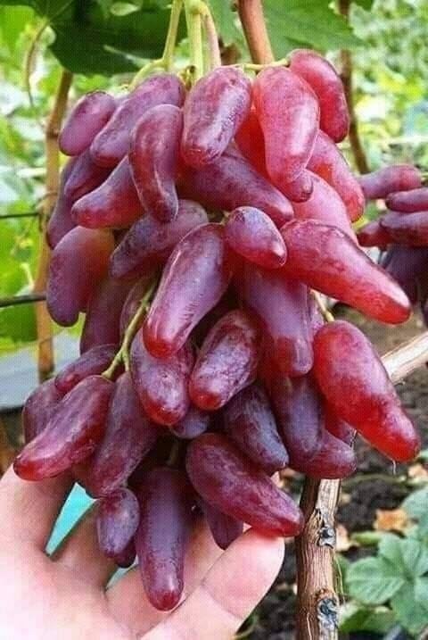 Image of GreenWorld Special Variety, Sweet Long Finger Red Grape,Lal Angoor Live Plant Hybrid Big Size, (Fruit After 1 Year)