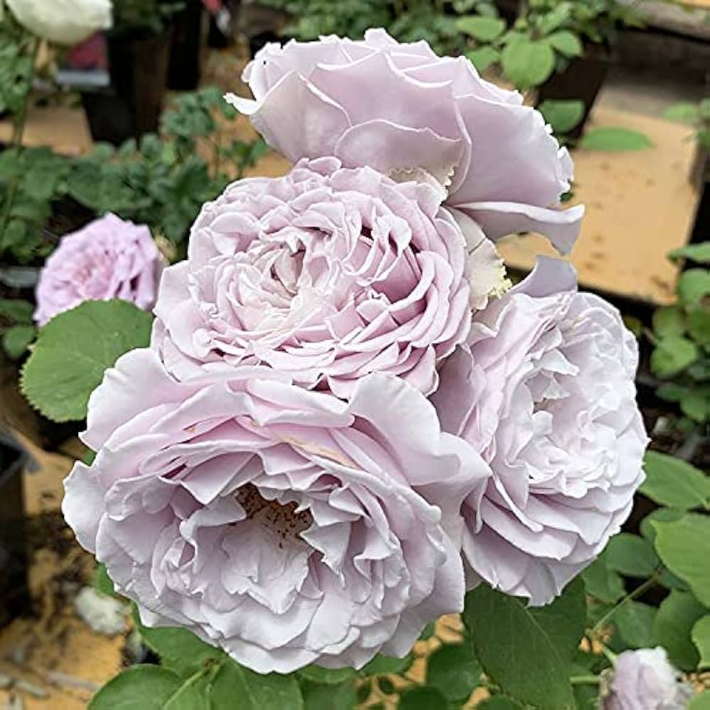 Blue薔薇様のorderのお品です。 Amazon.co.jp: ITANSE 薔薇苗 ブルーフォーユー 4号角鉢 1