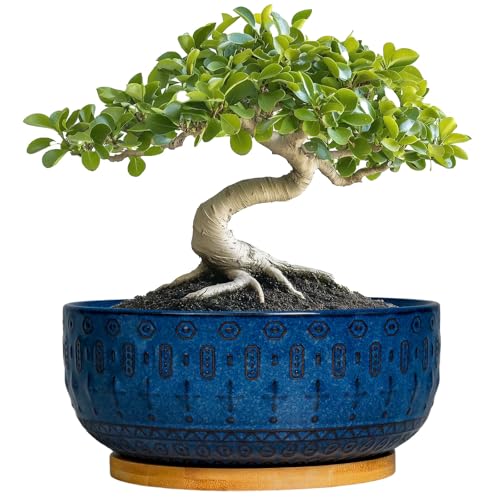 Fivepot Bonsai Pots, 8 Inch Ceramic Succulent Pots with Saucer, Blue